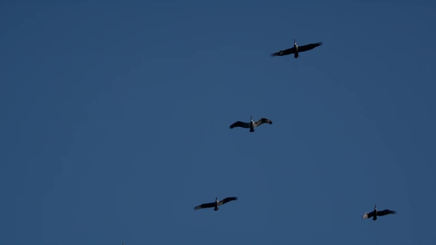 Flock of wide winged birds fly through the sky