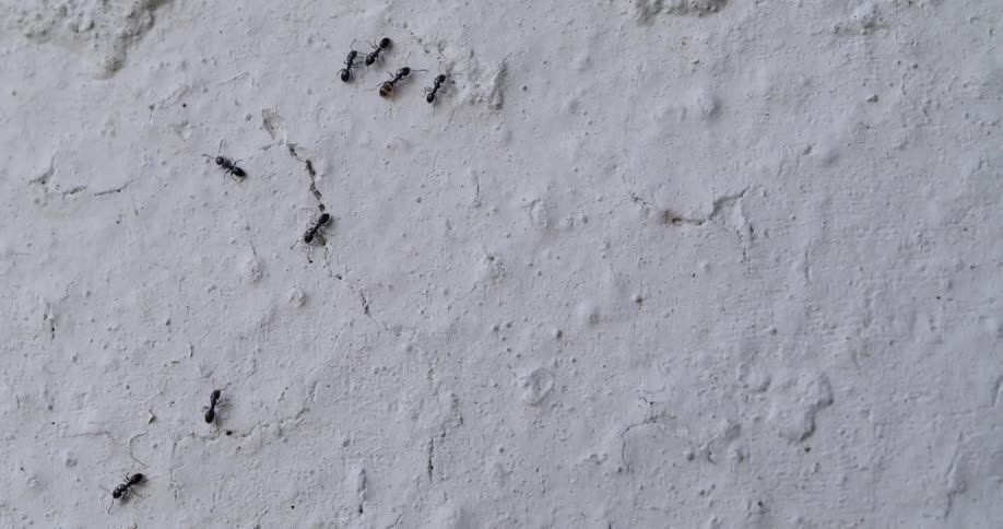 Close up of a line of ants moving up and down a white wall