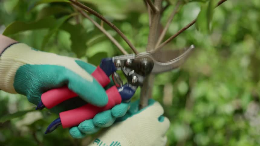 Gloved hands trim a branch with pruners