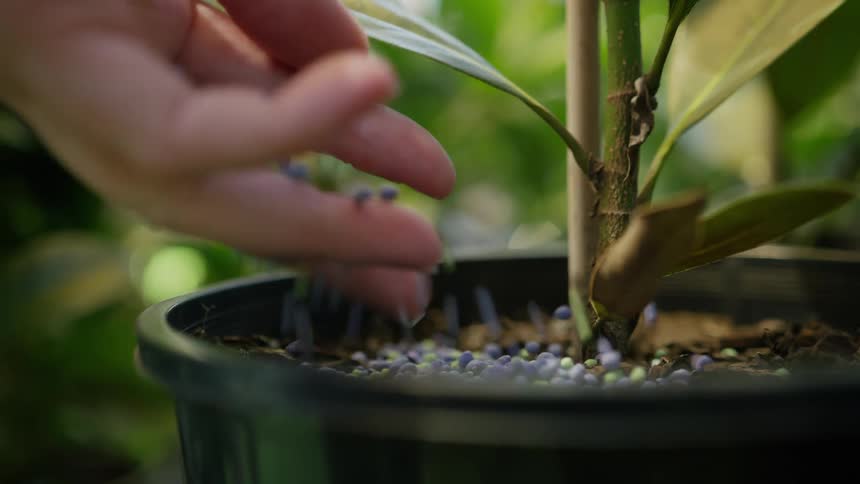 A persons hands sprinkling colorful beads onto the soil of a plant in a black pot