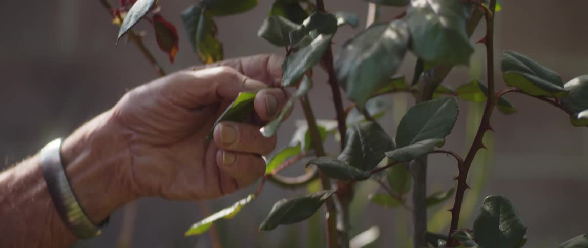 Old mans grandpa hand inspecting rose bush leaves in his garden during the day