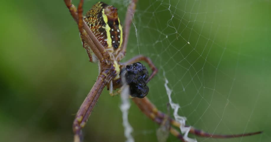 The view is of a spider around the day time