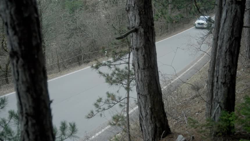 White car drives on road through forest
