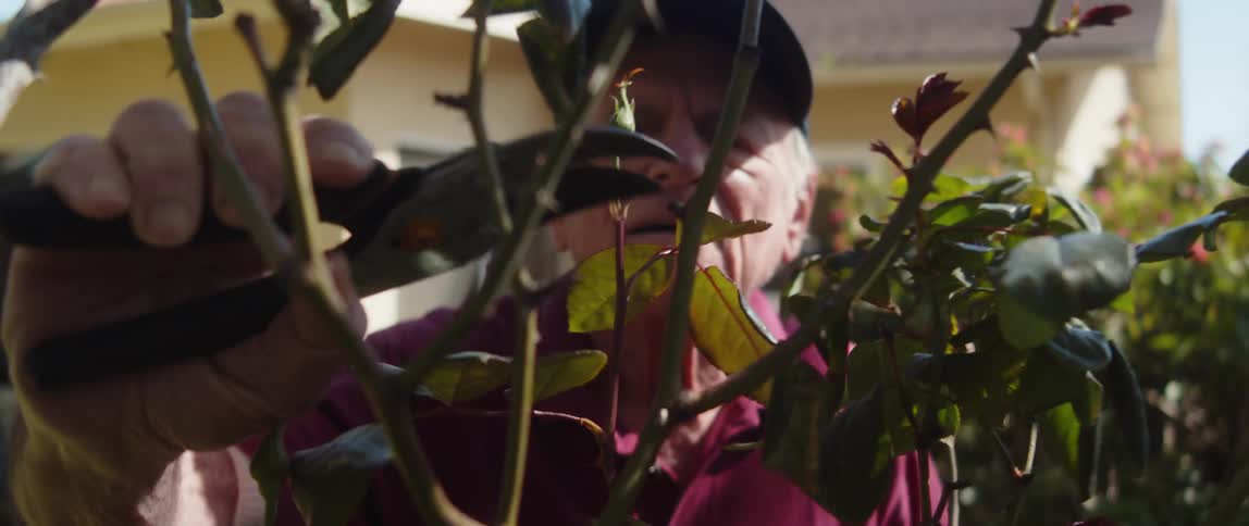 An older man wearing a ball cap using clippers to prune a plant outdoors