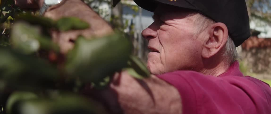 Grandpa old man wearing a vietnam vet hat is outside pruning his rose bush during the day