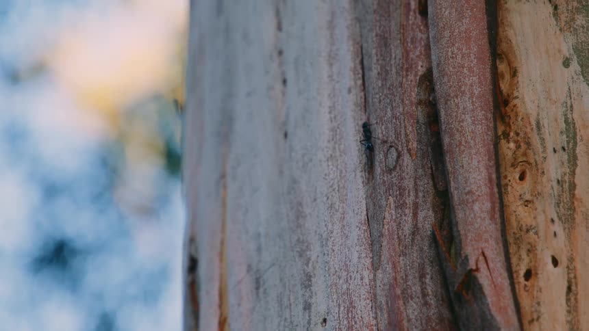 An up close of ants and insects crawling up and down a tree on a trail in the wood