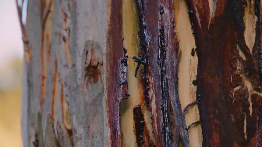 Small and large insects crawling up and down a tree