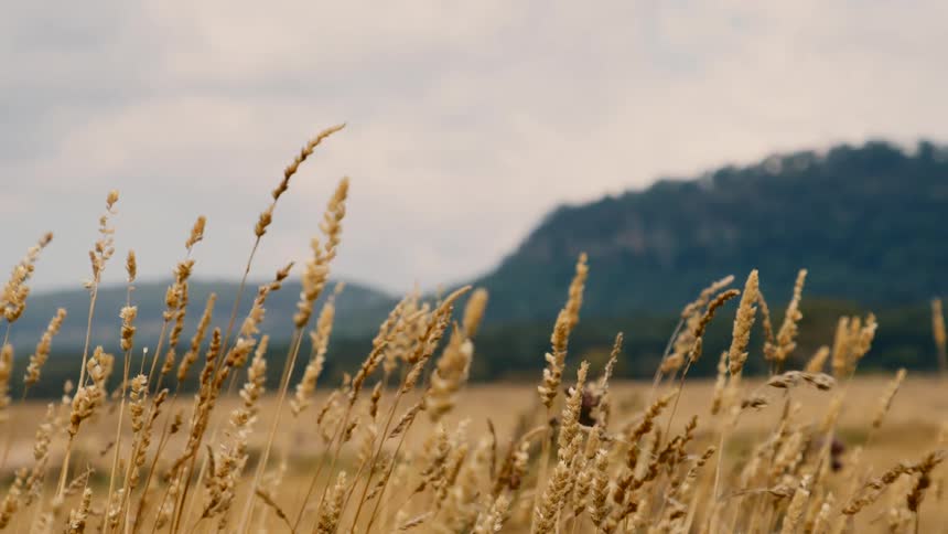 Close up of stalks of wheat waving in the wind at daytime