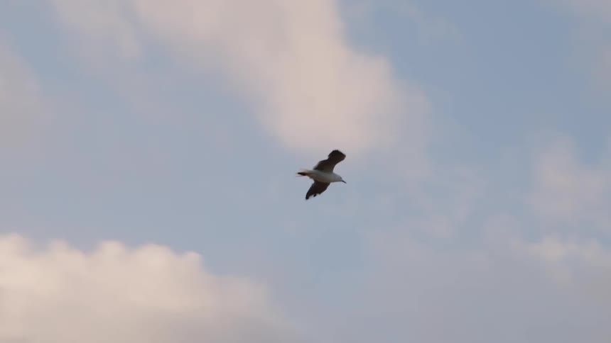 Seagulls flap their wings as they fly in a cloudy sky