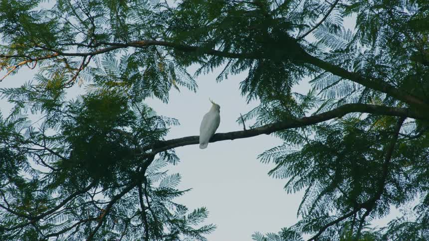 A white parrot sitting on a branch of a large tree with lush green leaves