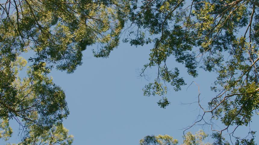 A cluster of tree branches with green leaves and blue sky
