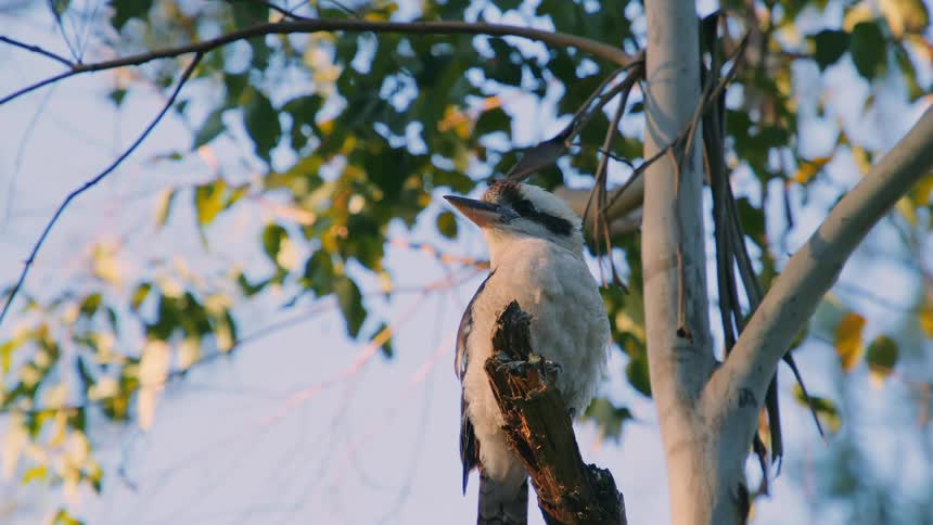 Close up view of a bird sitting in a tree