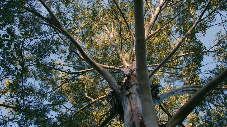 The sun shines on a tall tree with the branches spread wide as the leaves are changing colors