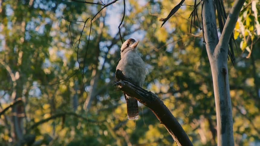 Laughing kookaburra perches on branch in the forest