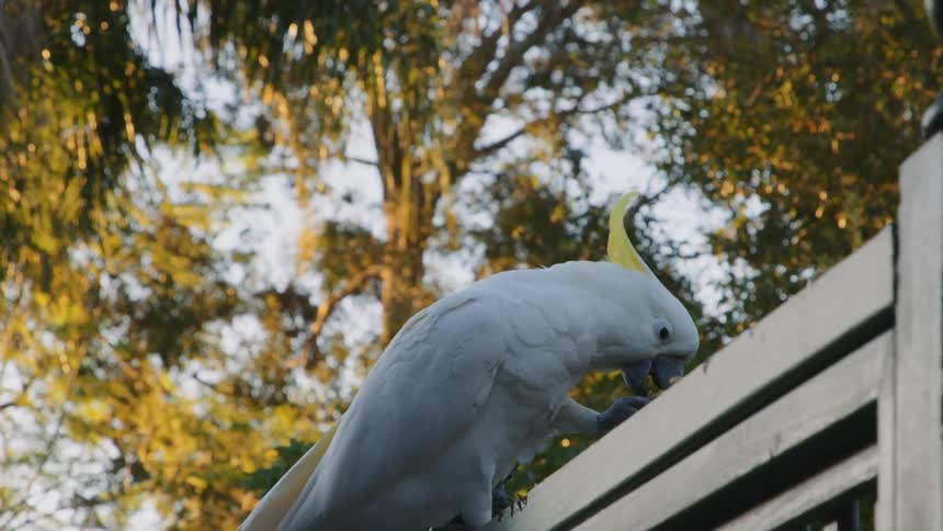 A white cockatoo eats while perched on a fence with a large tree in the background