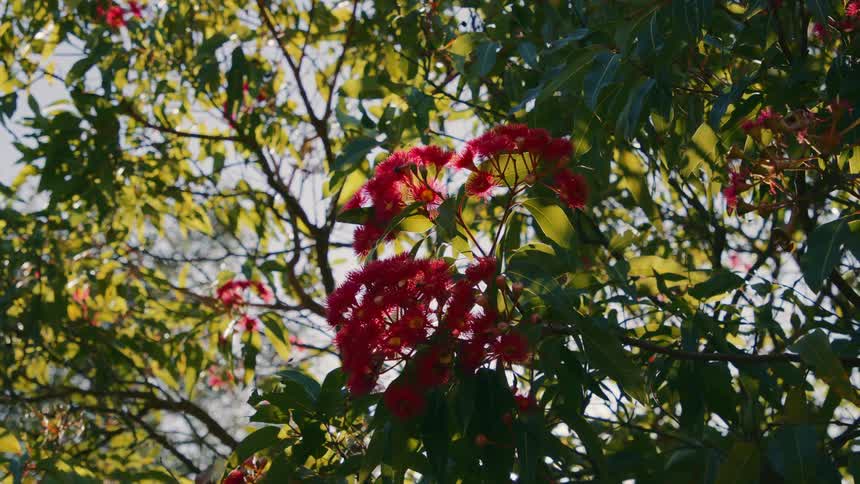 Red blooms on a green tree mid day