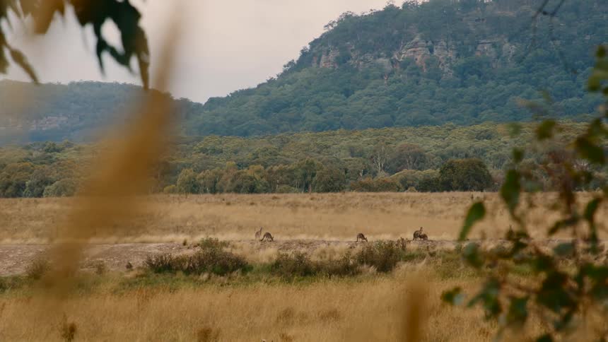 Animals are crawling through the jungle at dusk