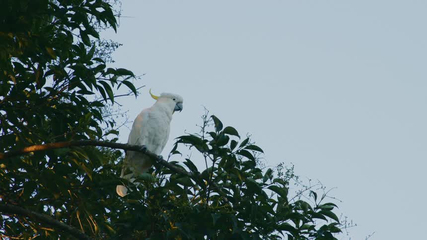 White cockatoo resting on the branch of a tree at morning