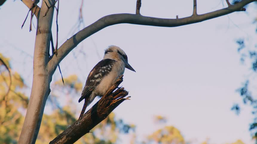 Close up of a bird standing on a tree branch at morning