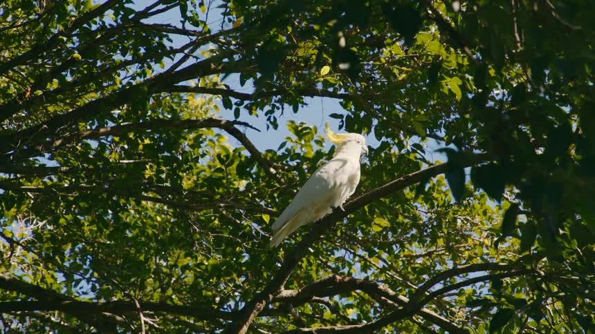 The bird is walking on the branches