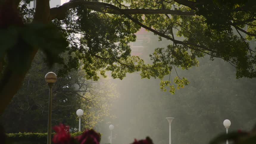 The view is of the nature area around the day time