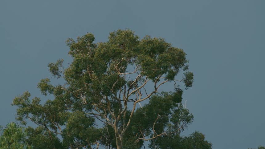 The sun shines on tree branches as they move in the wind under a clear blue sky