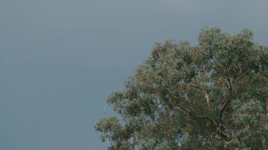 The green leafs on the branches of a tree waving in the wind against a blue sky
