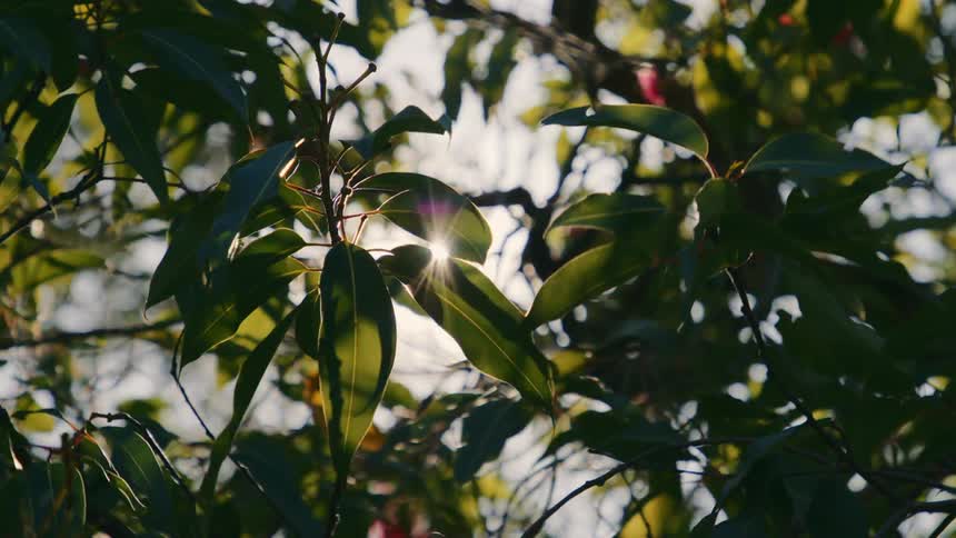 The sun glares through the branches