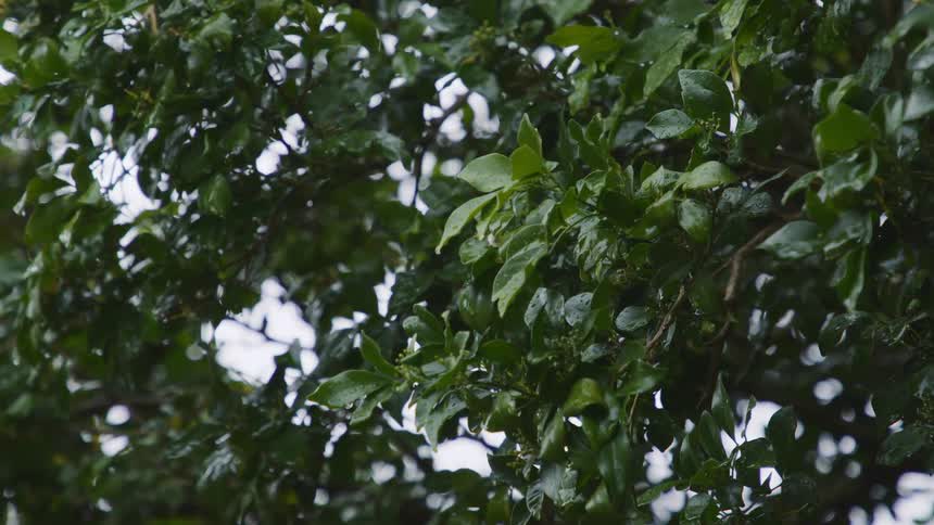 The leaves and branches of a neighborhood tree move in the breeze as it rains