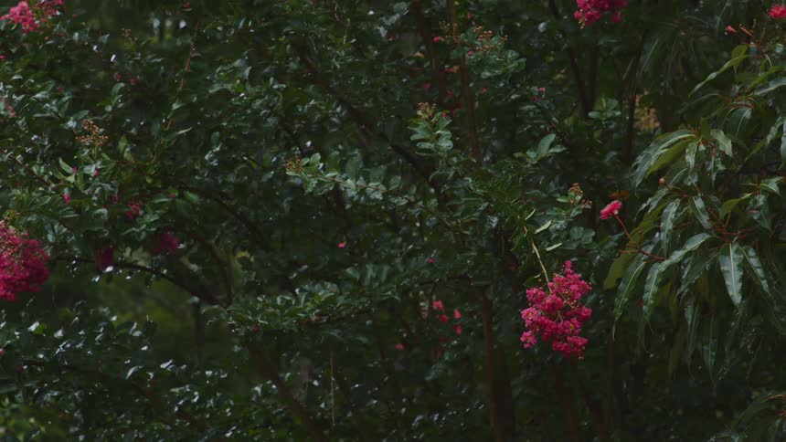 Its raining in a tropical area above the flowers