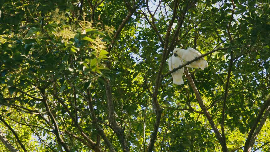 Two cockatoos canoodling in a tree during the day view from down below