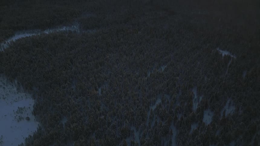 The view is ofthe forest area in the middle of the day time