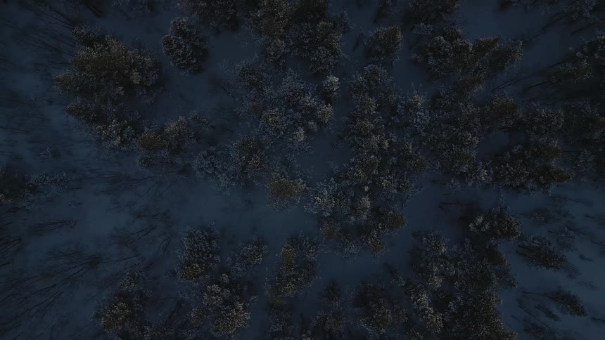 The view is of the forest around the winter time