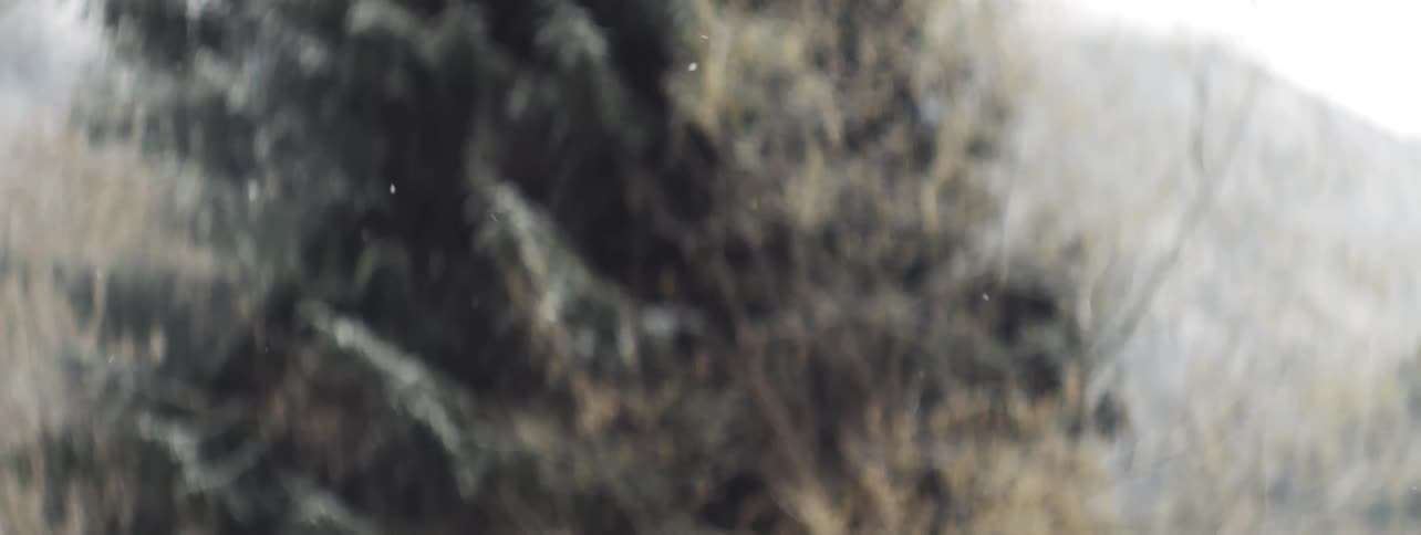Snow flakes begin to fall in front of a tall green pine tree, anamorphic lens