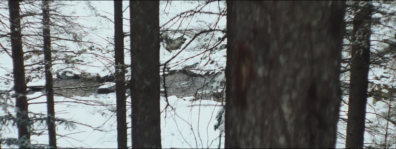Water contrasts with snowy banks as river flows through a pine forest