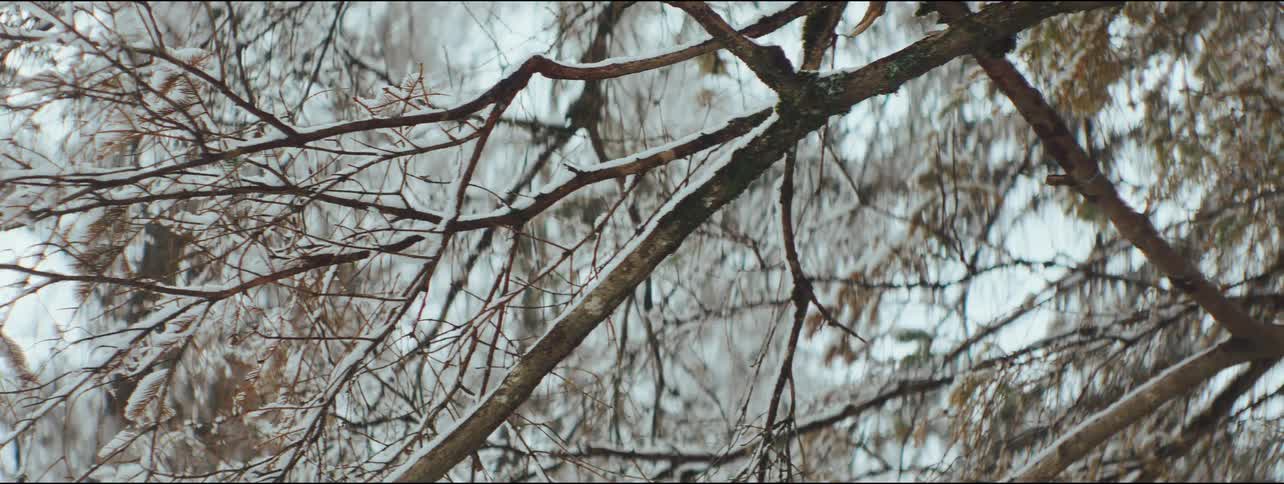 Snow is on the branches of a tree near a house on a winter day