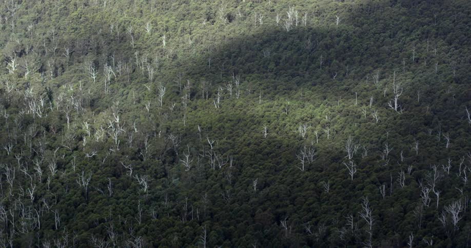 Bare tree branches are seen among the trees in a dense forest