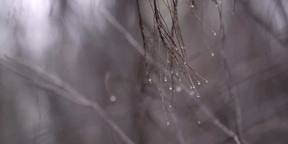 Branches slowly come into view with water on them