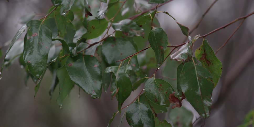 Branches and leaves of a tree are covered with water