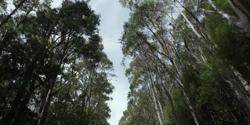 Trees on a mostly clear day