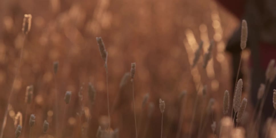 A person moves in a field