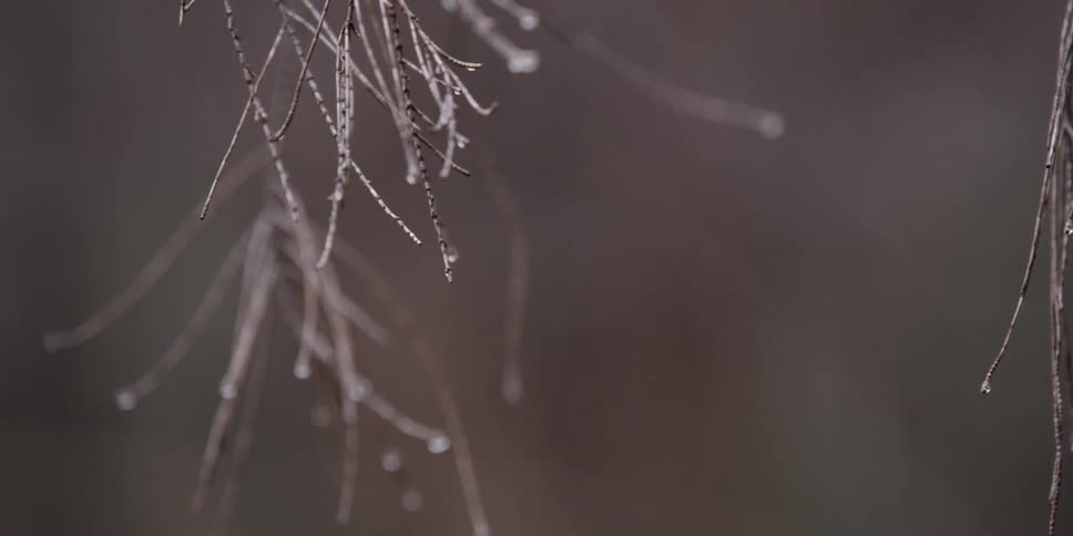 Water drops off the end of branches