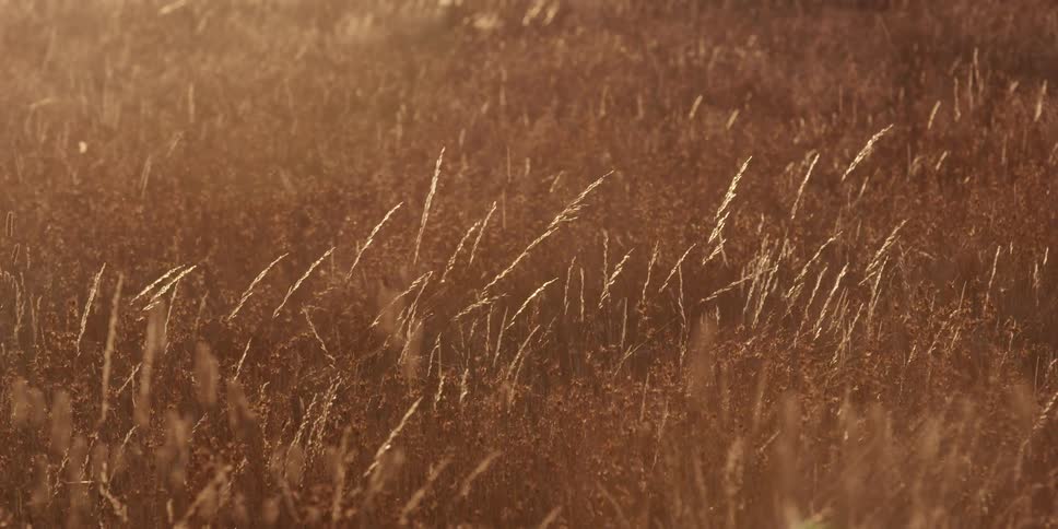 Golden grasses sway in the breeze at sunset or sunrise