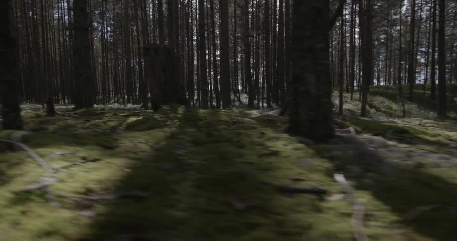 A forest is filled with trees
