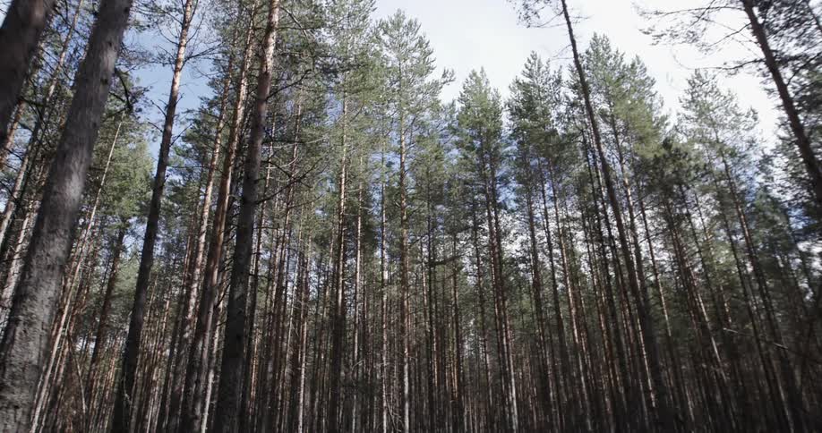 A forest has very tall trees