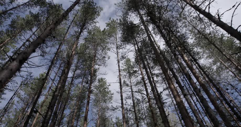The trees are very tall in this forest