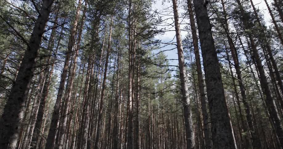 Tree trunks and branches in a forest against a blue sky