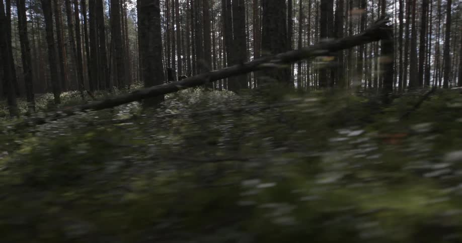 The sun shines through a forest
