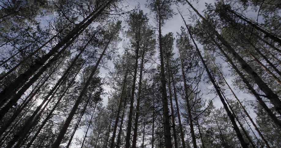 Very tall trees line the sky above