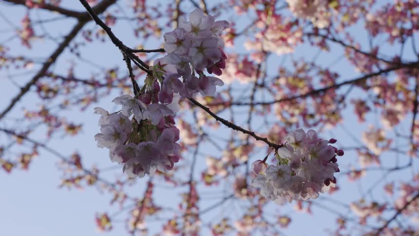 Sunlight shines on a trees as cherry blossoms move in the breeze under a clear sky